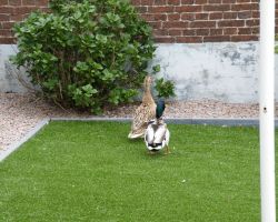 gras met eend